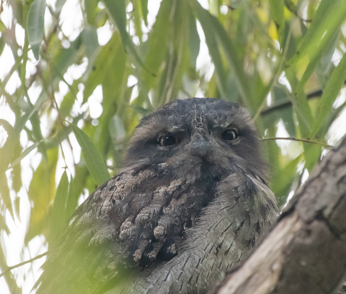 Tawny Frogmouth - ML615338727