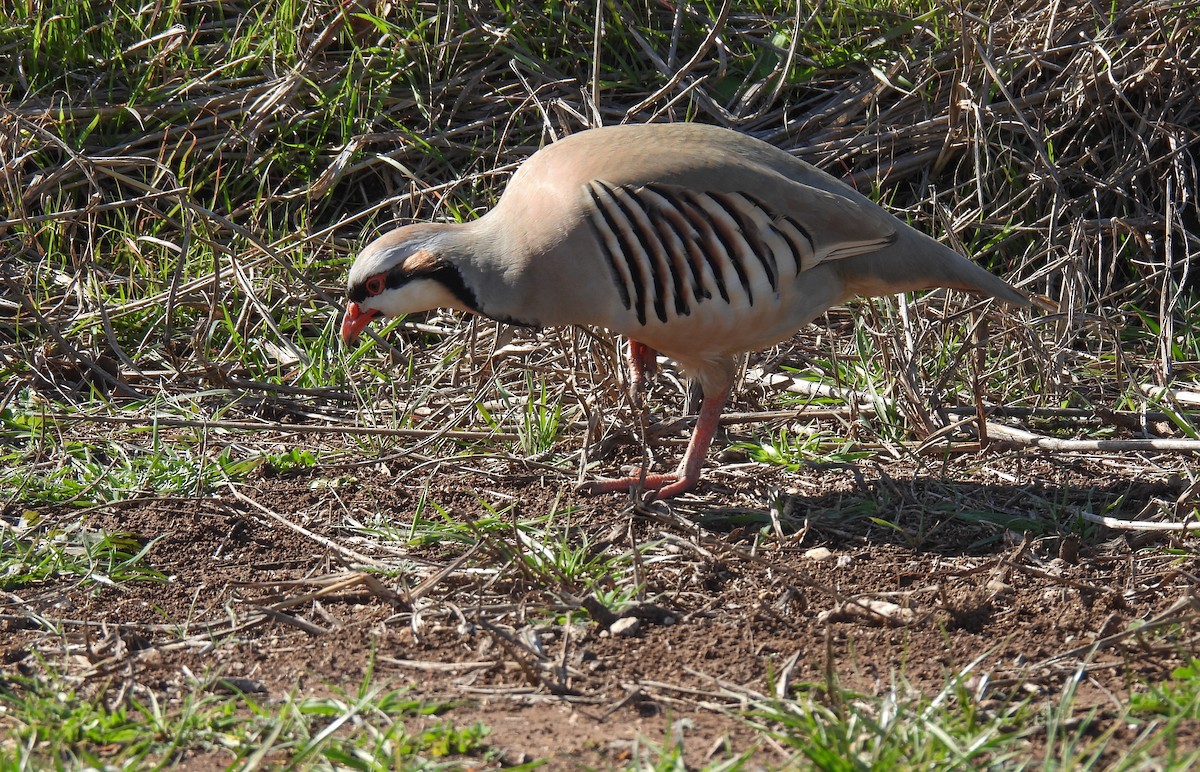 Chukar - ML615338741