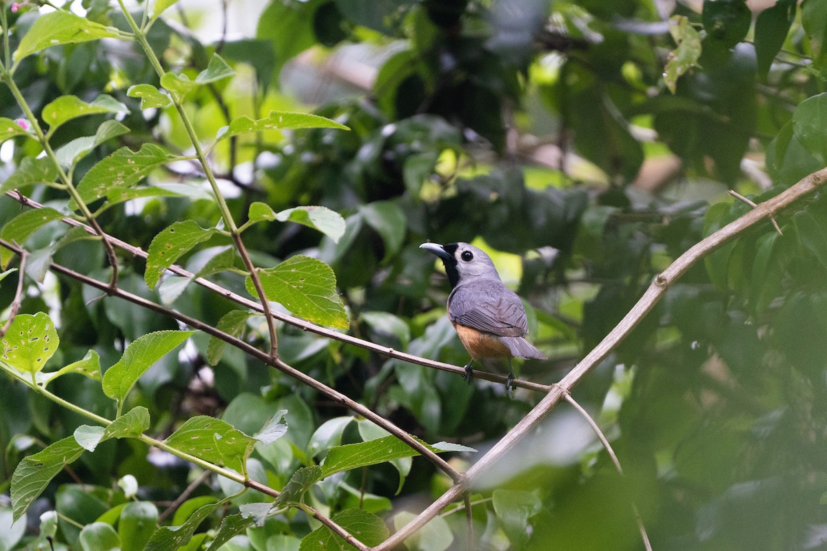 Black-faced Monarch - Jacopo Bartholomew