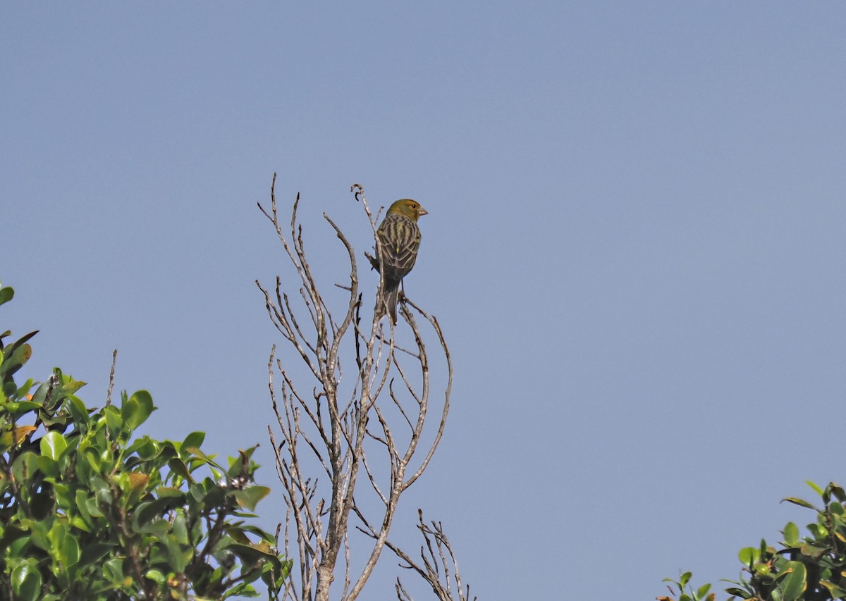 Island Canary - ML615338755