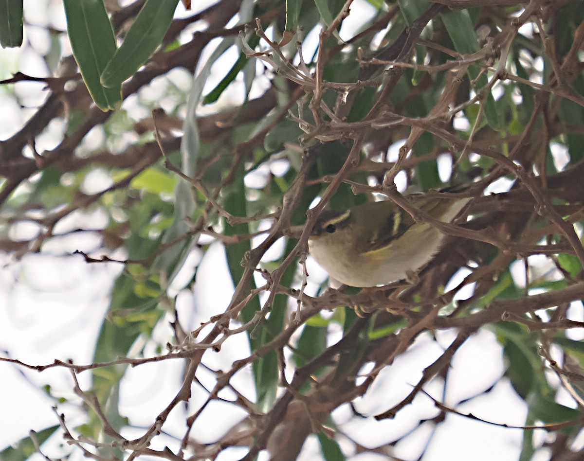 Yellow-browed Warbler - ML615338759