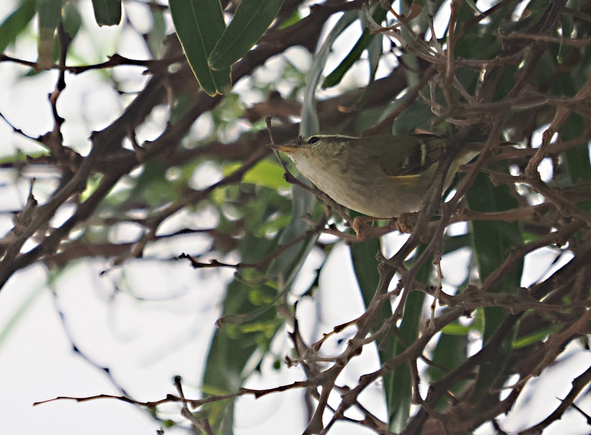Yellow-browed Warbler - ML615338767