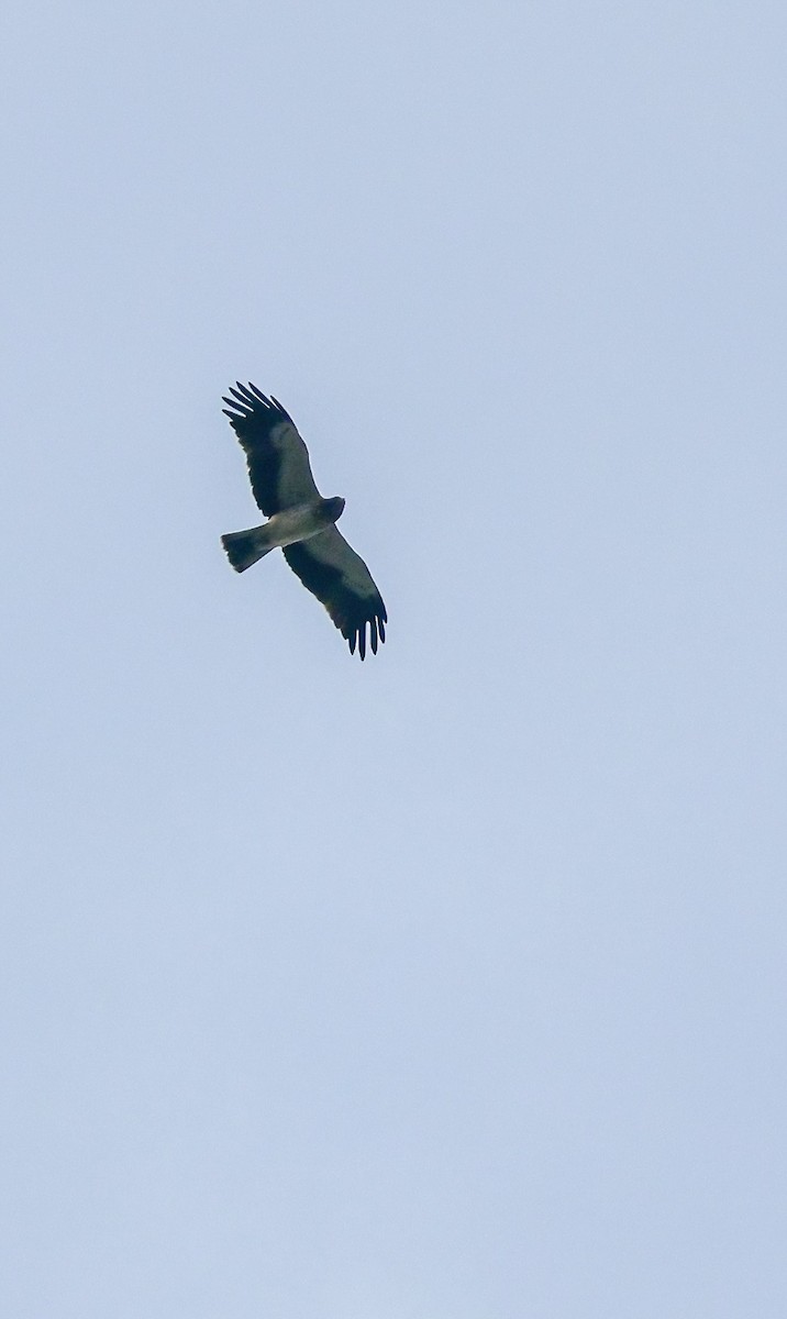 Booted Eagle - ML615338768