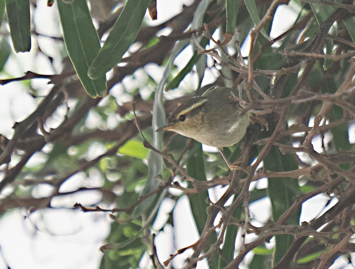 Yellow-browed Warbler - ML615338784