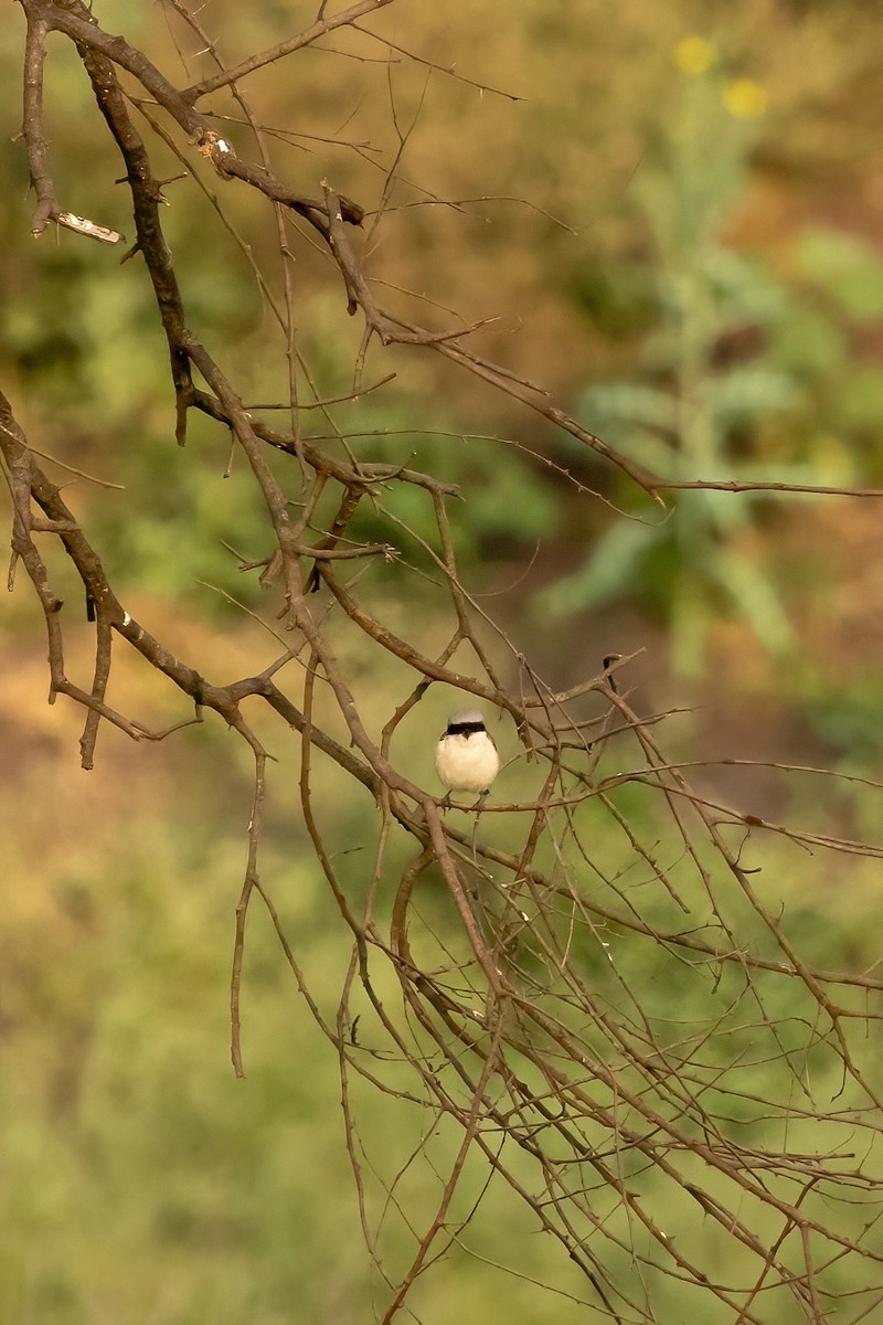 Bay-backed Shrike - Naveen Kumar S