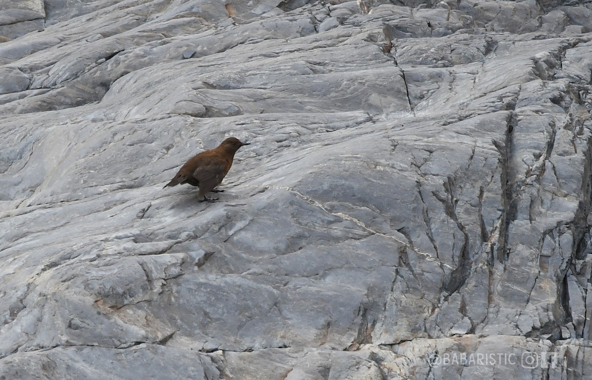 Brown Dipper - ML615338795