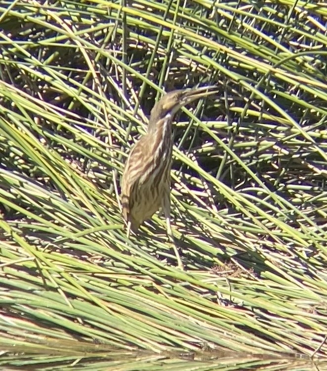 American Bittern - ML615338805