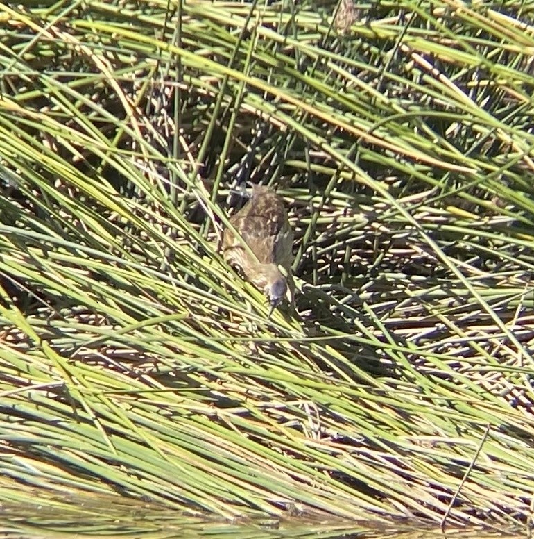 American Bittern - ML615338811