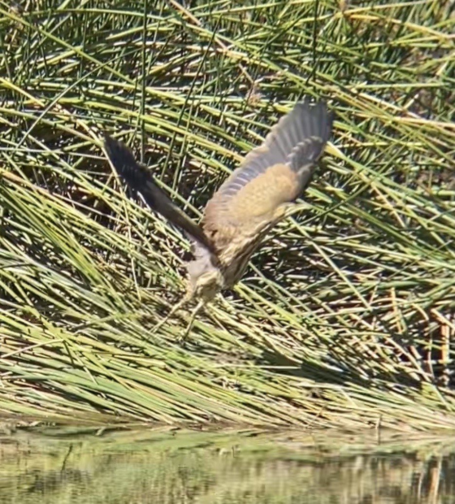 American Bittern - ML615338814