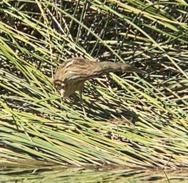 American Bittern - ML615338817