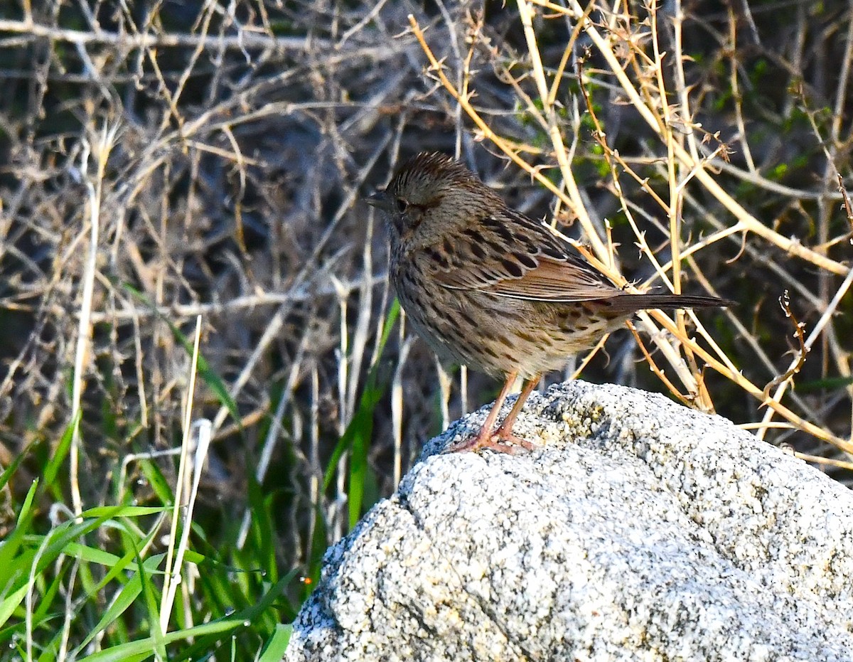 Lincoln's Sparrow - Kristen Cart