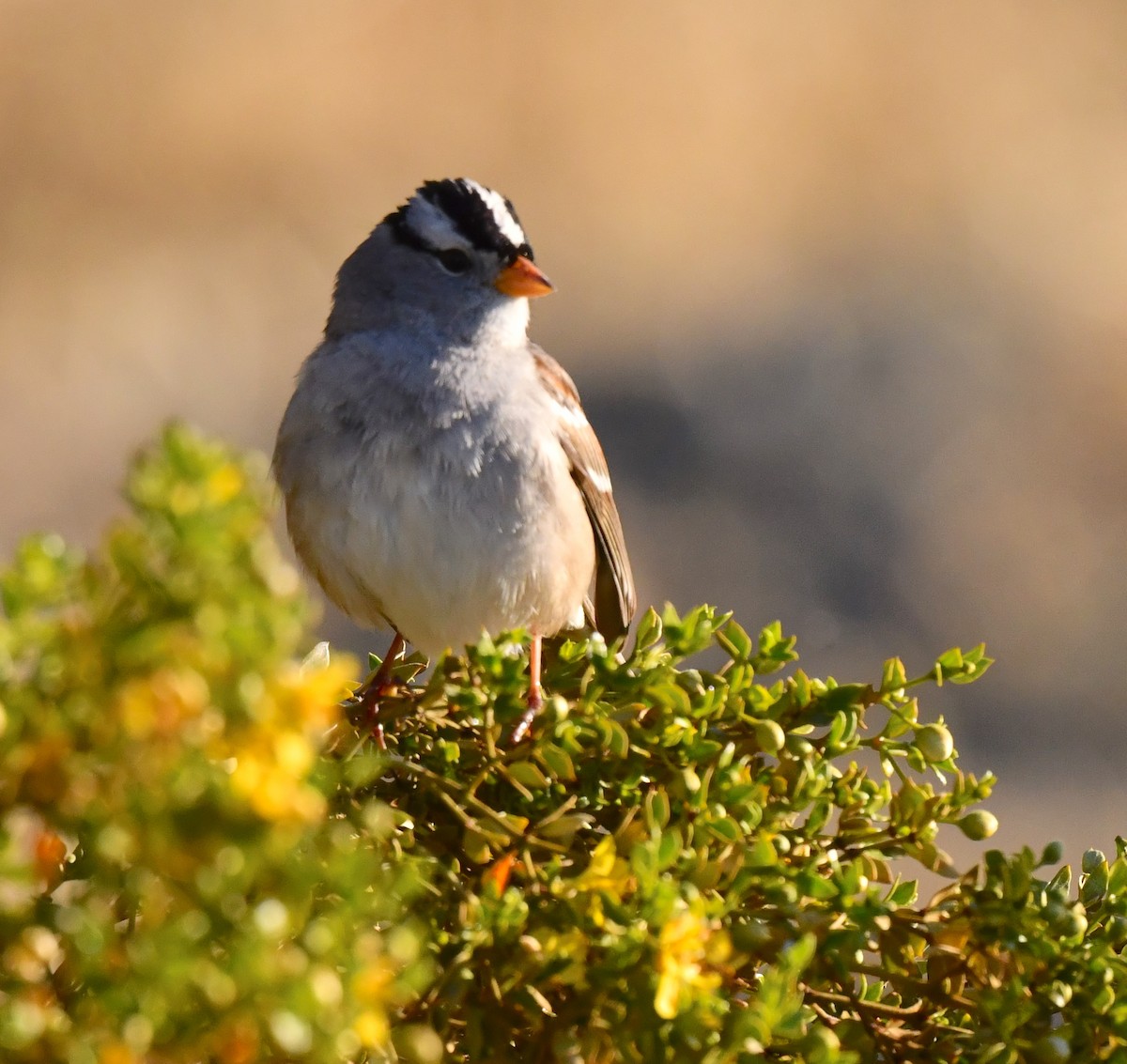 White-crowned Sparrow - ML615338879