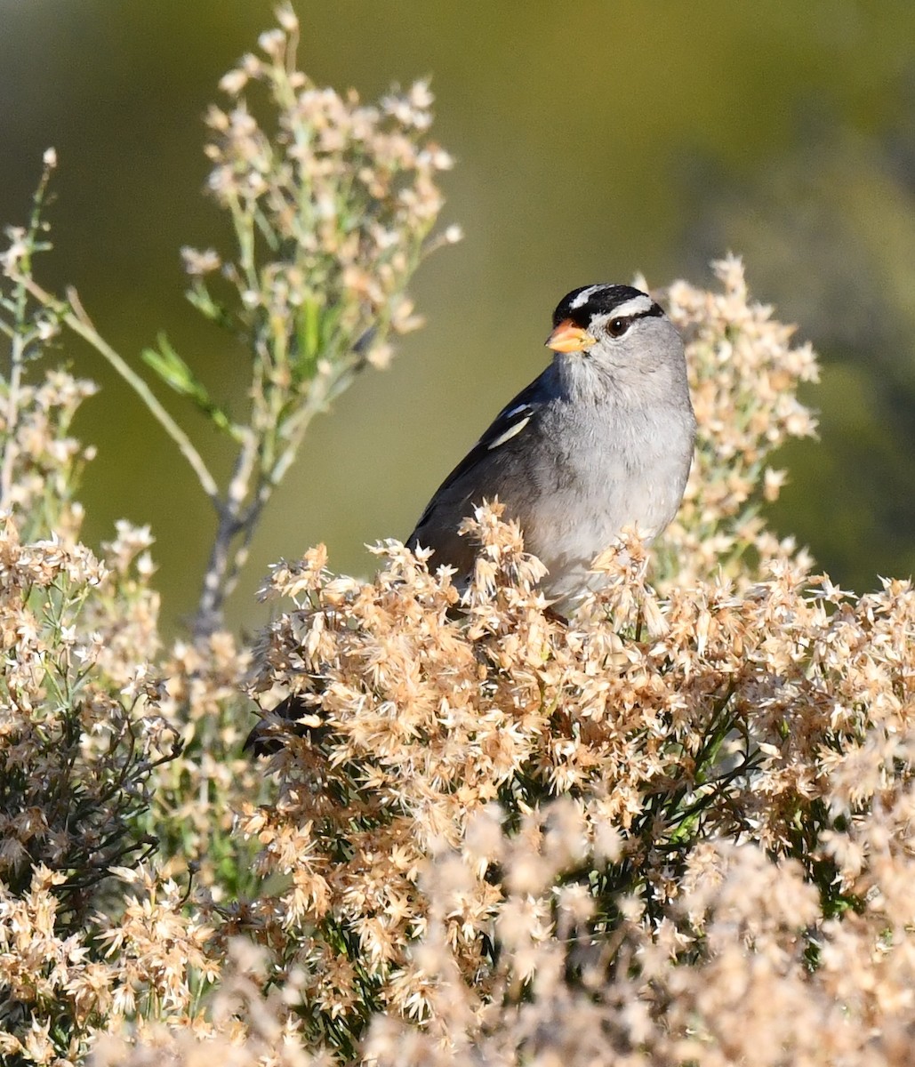 White-crowned Sparrow - ML615338890