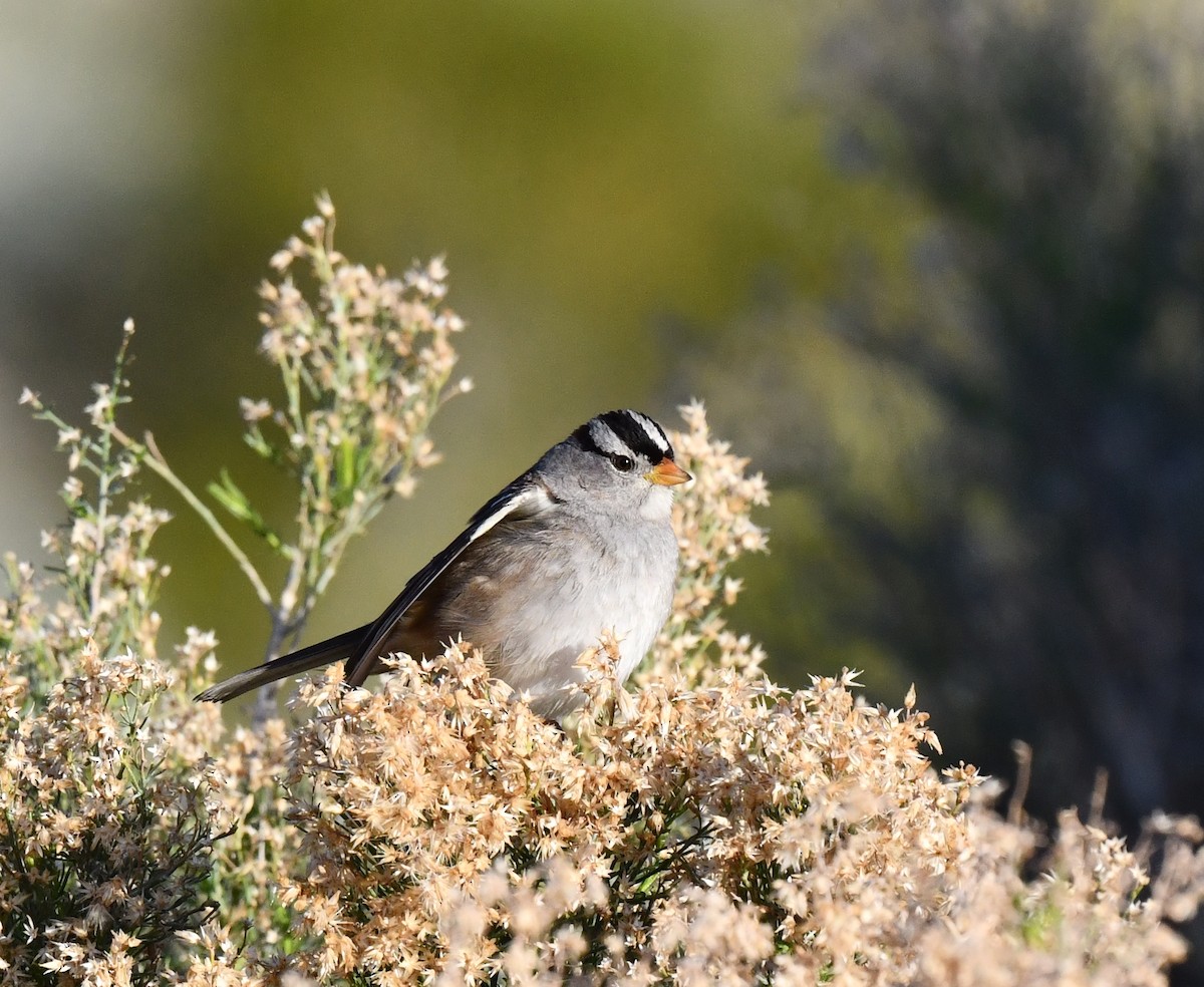 White-crowned Sparrow - Kristen Cart