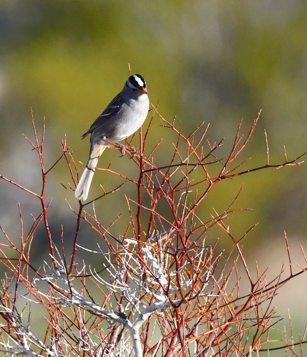White-crowned Sparrow - ML615338894