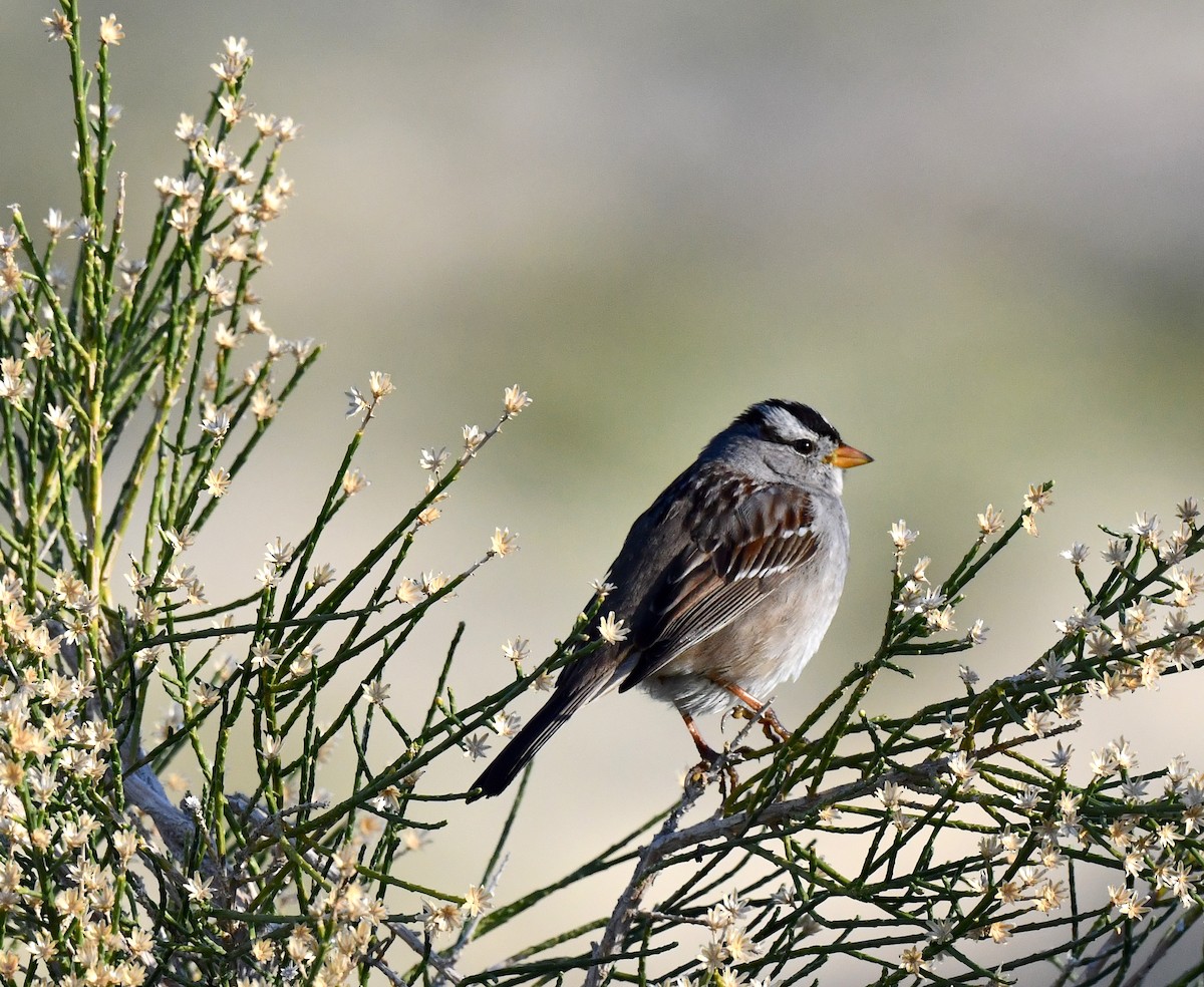 White-crowned Sparrow - ML615338895