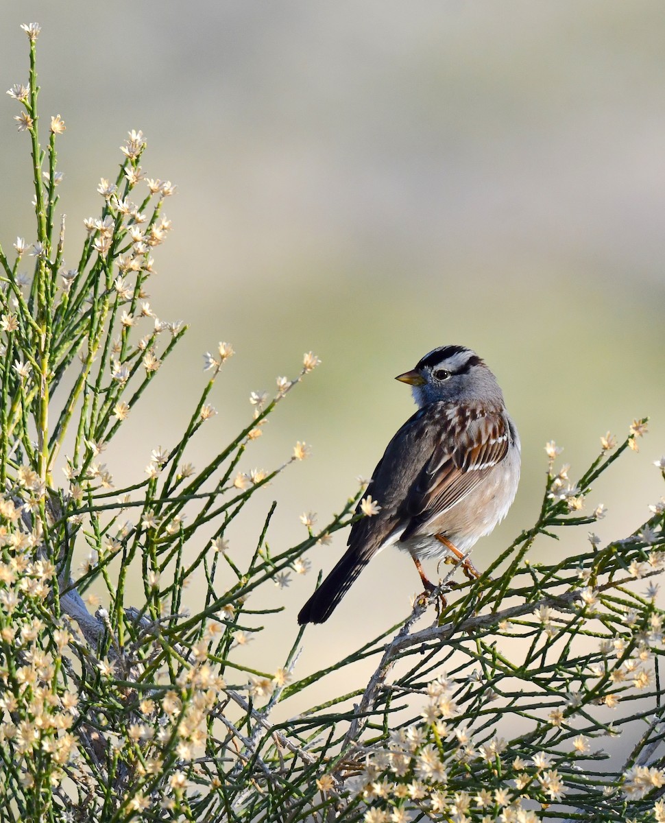 White-crowned Sparrow - ML615338896