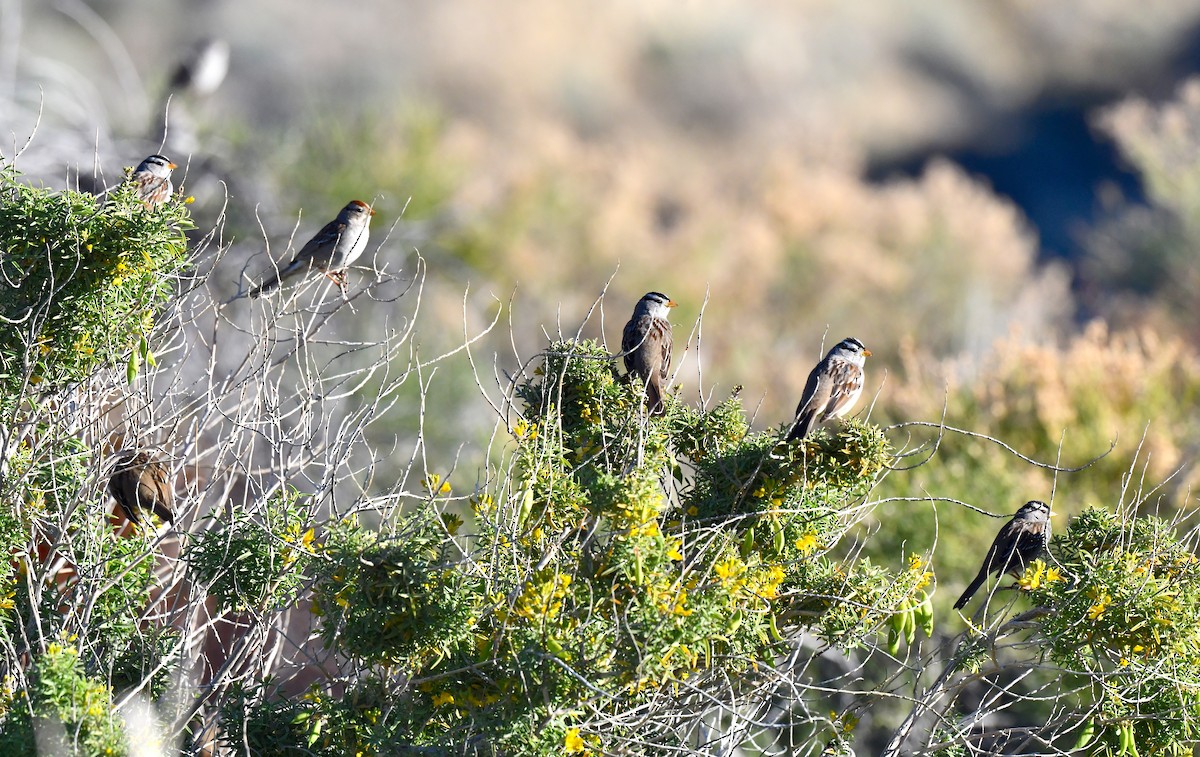 White-crowned Sparrow - ML615338905