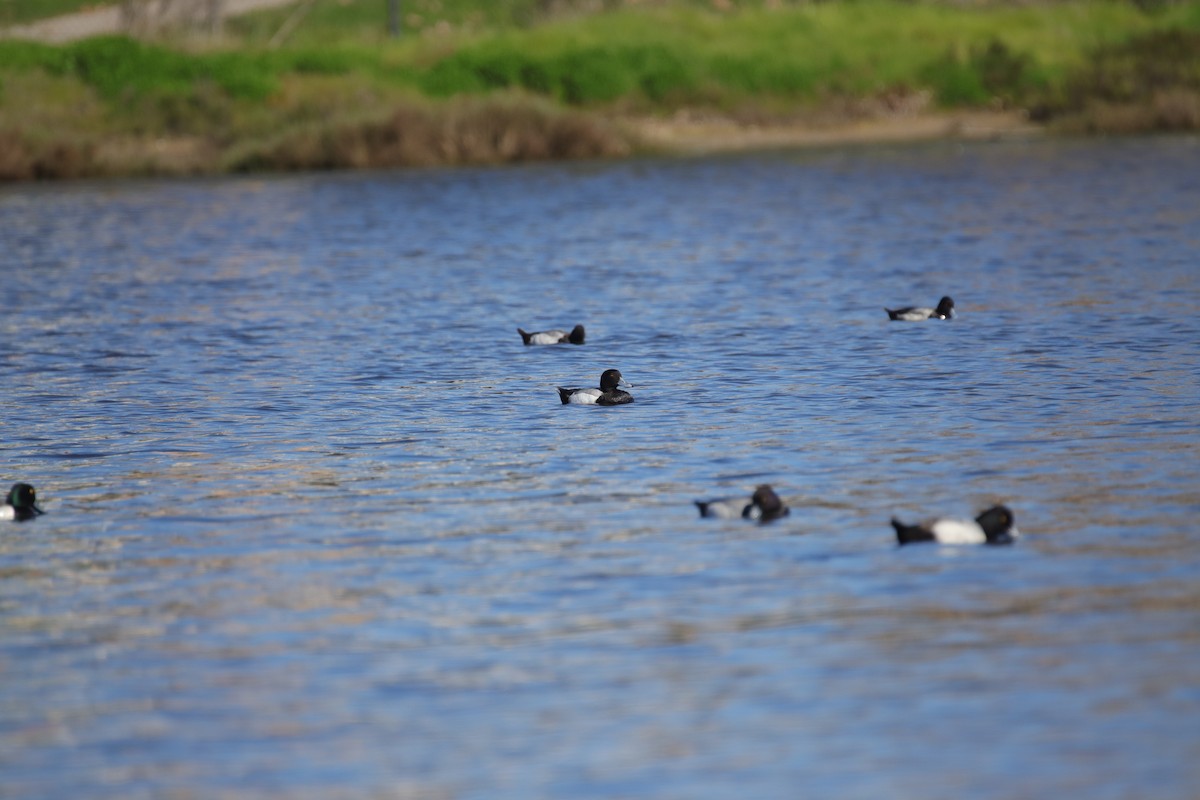 Greater Scaup - ML615338929
