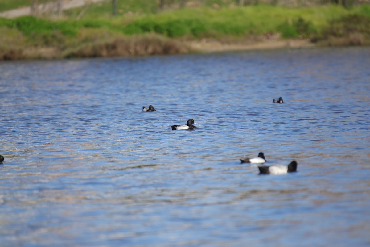 Greater Scaup - Toby Fowler