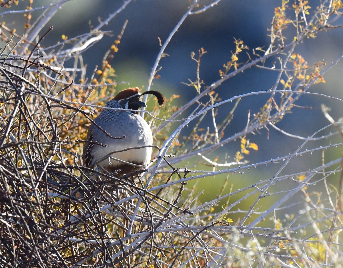 Gambel's Quail - ML615338944