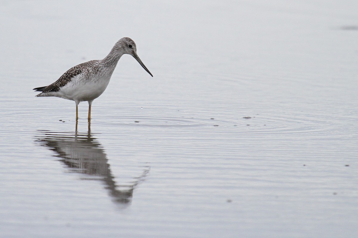 Greater Yellowlegs - ML615338947