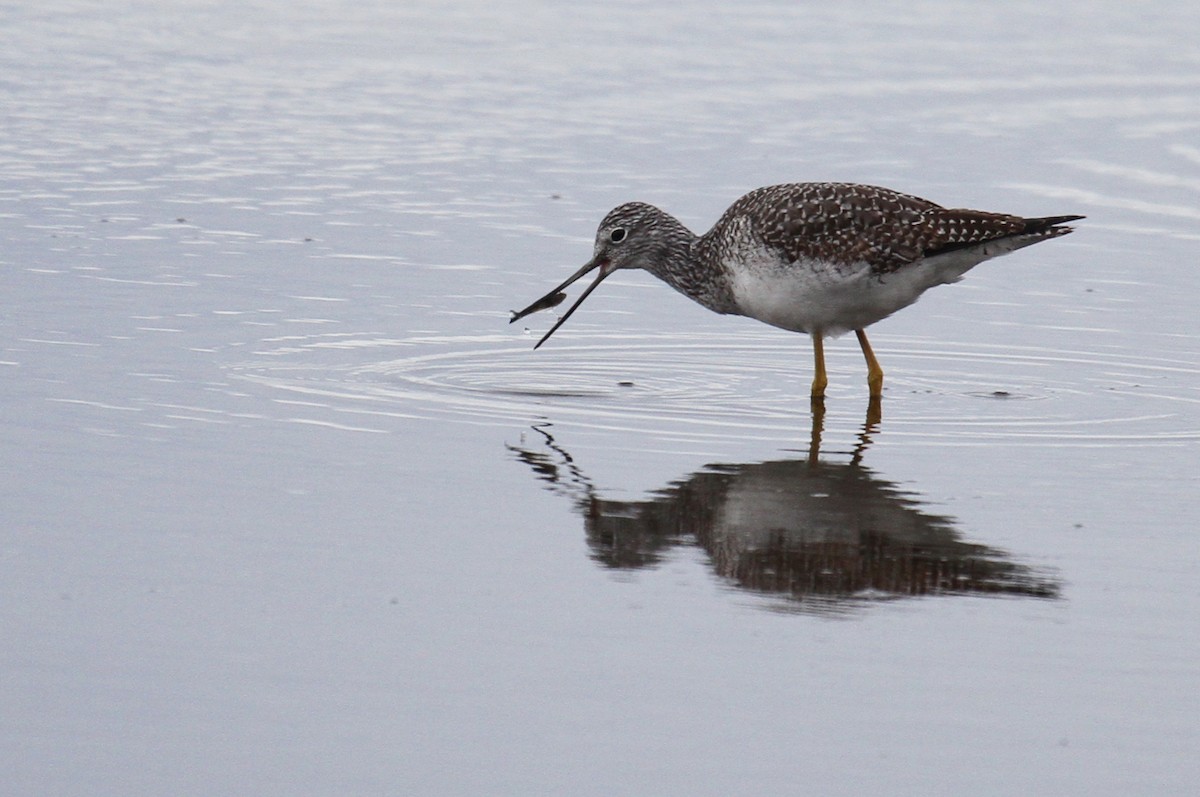 Greater Yellowlegs - ML615338951