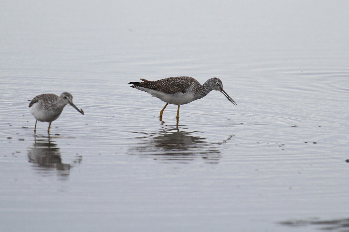 Greater Yellowlegs - ML615338953