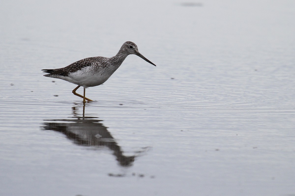 Greater Yellowlegs - ML615338957