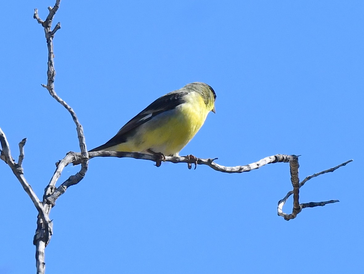 Lesser Goldfinch - ML615338960