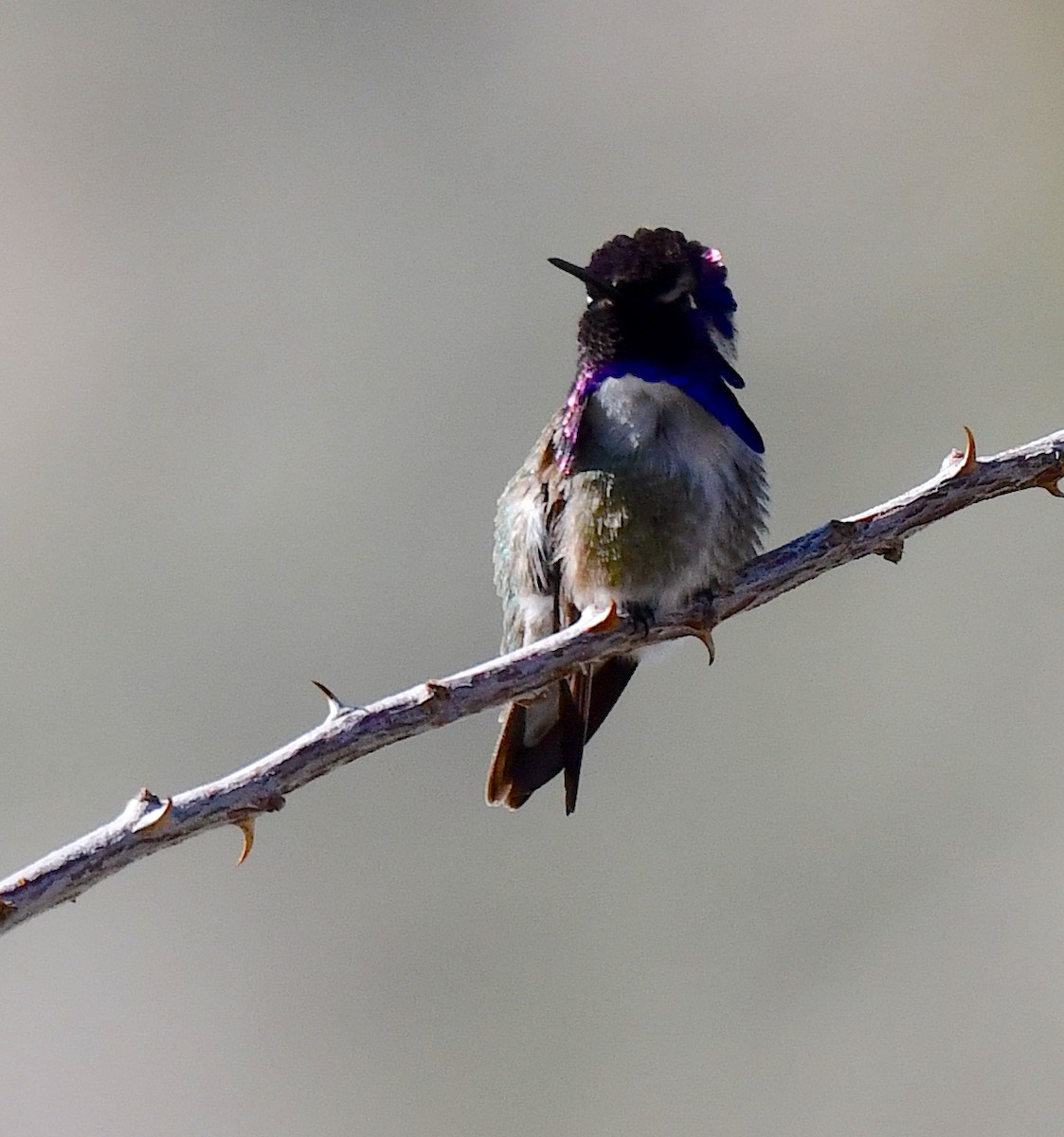 Costa's Hummingbird - Kristen Cart