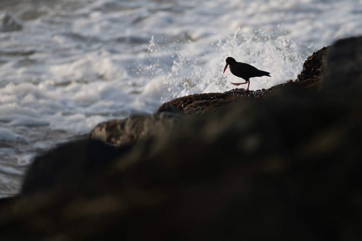 Black Oystercatcher - ML615338971