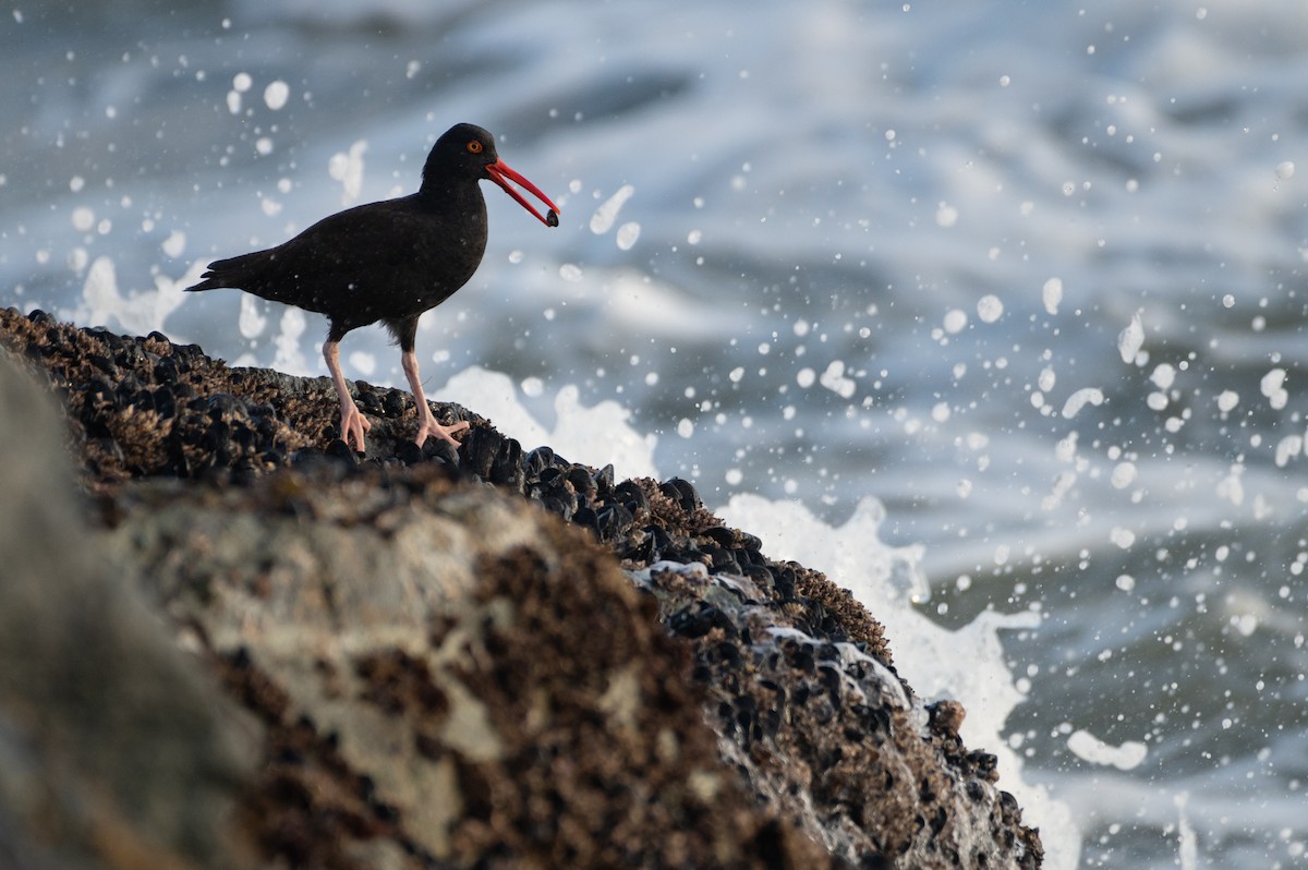 Black Oystercatcher - ML615338972