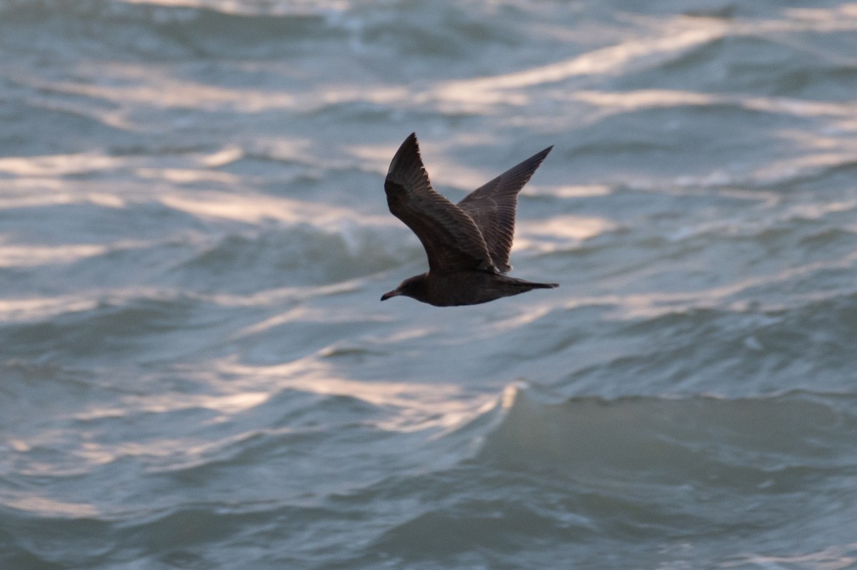 Heermann's Gull - Owen Sinkus