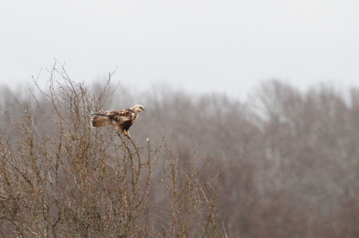 Rough-legged Hawk - ML615338978