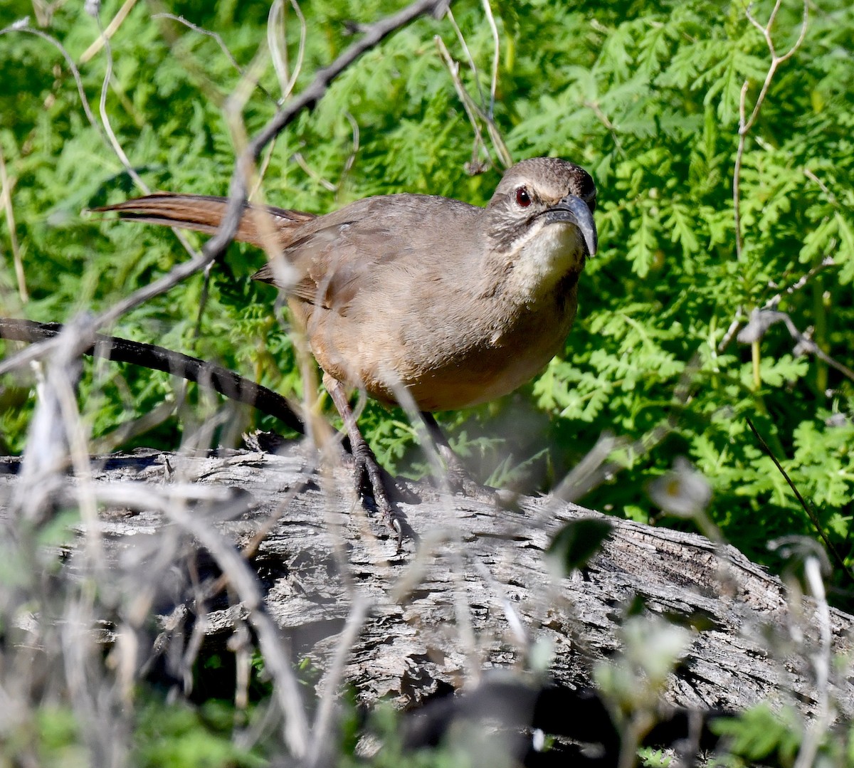 California Thrasher - ML615338979