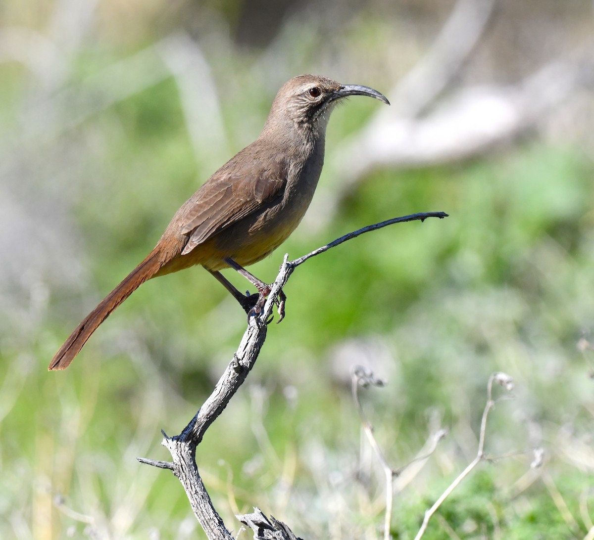 California Thrasher - ML615338986