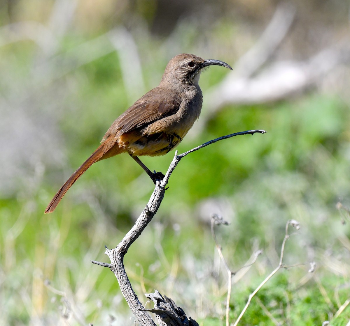 California Thrasher - ML615338988