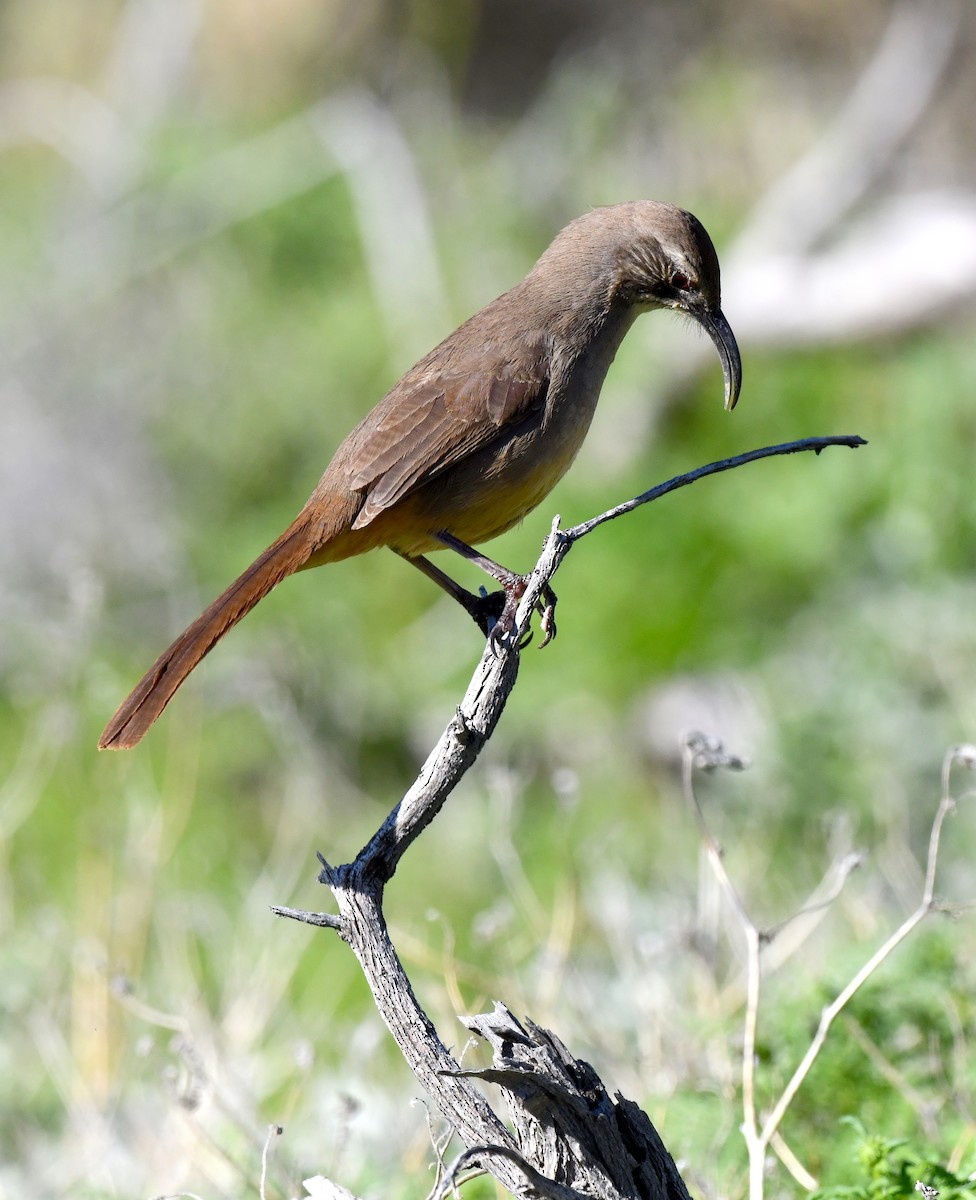 California Thrasher - ML615338991