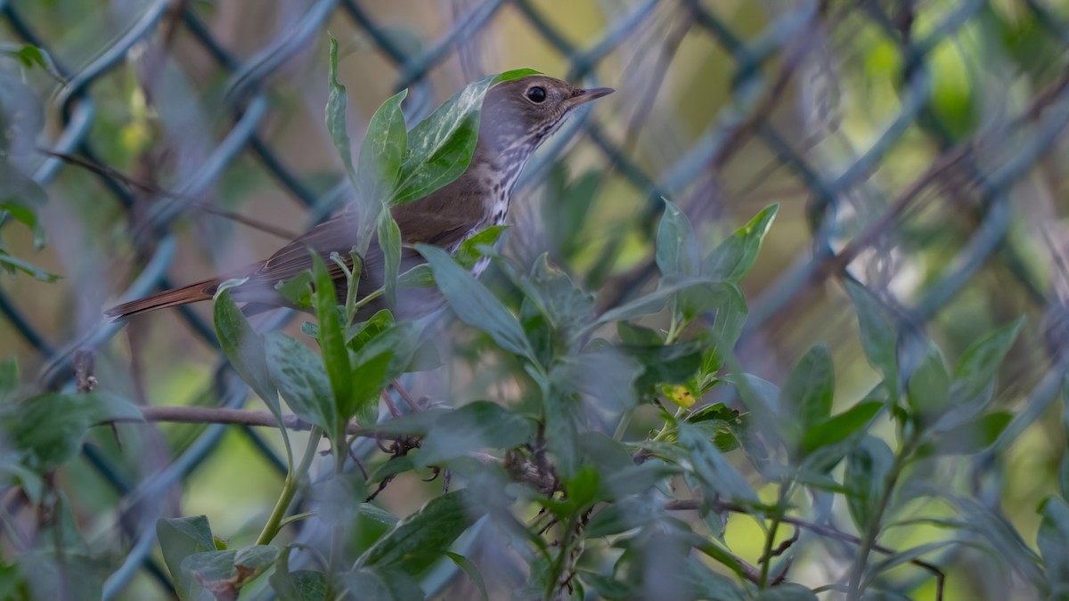 Hermit Thrush - ML615339048