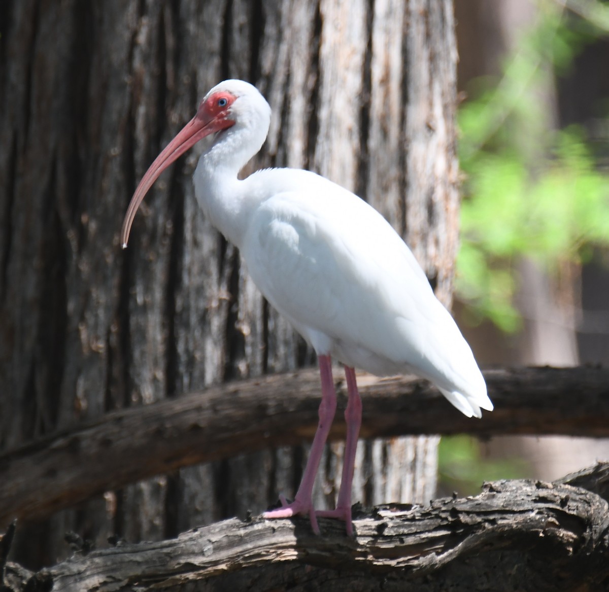 White Ibis - Leonardo Guzmán (Kingfisher Birdwatching Nuevo León)