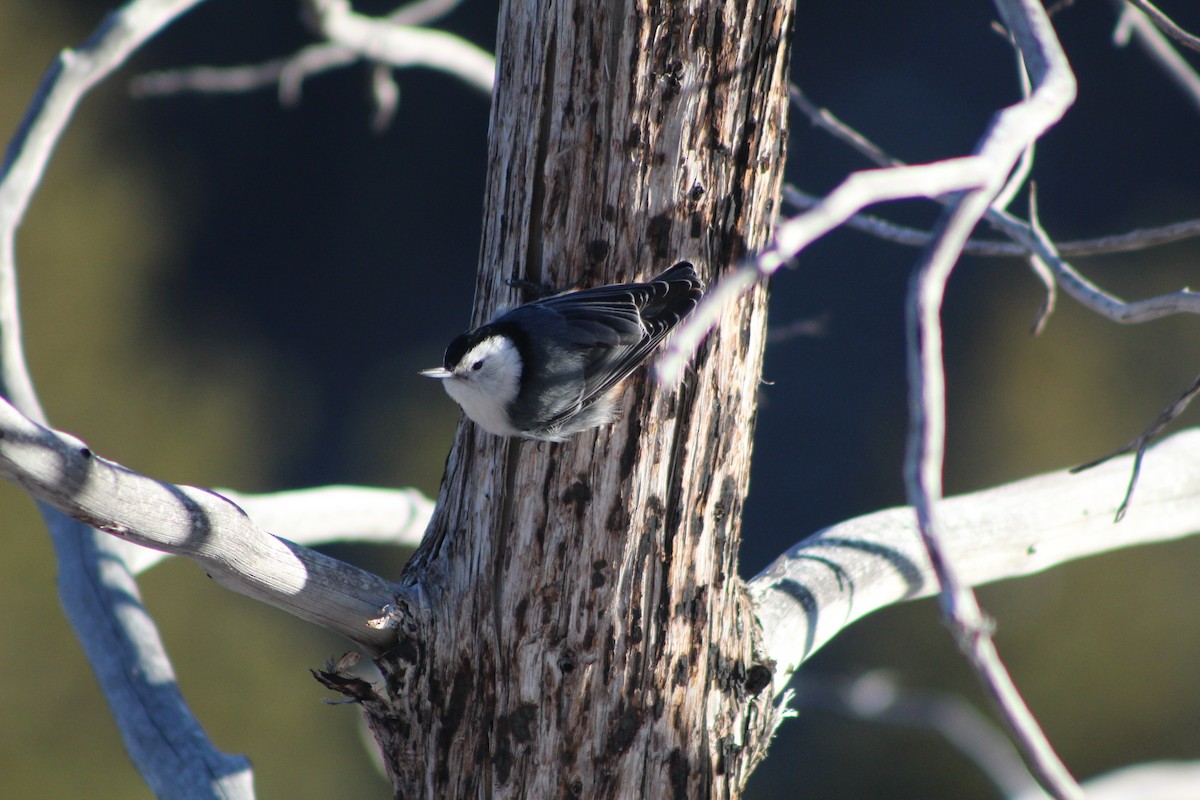 White-breasted Nuthatch - ML615339087