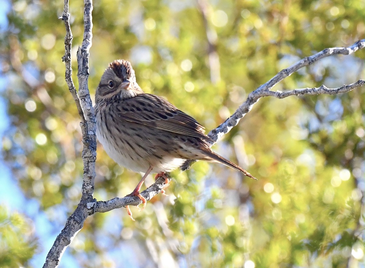 Lincoln's Sparrow - Kristen Cart