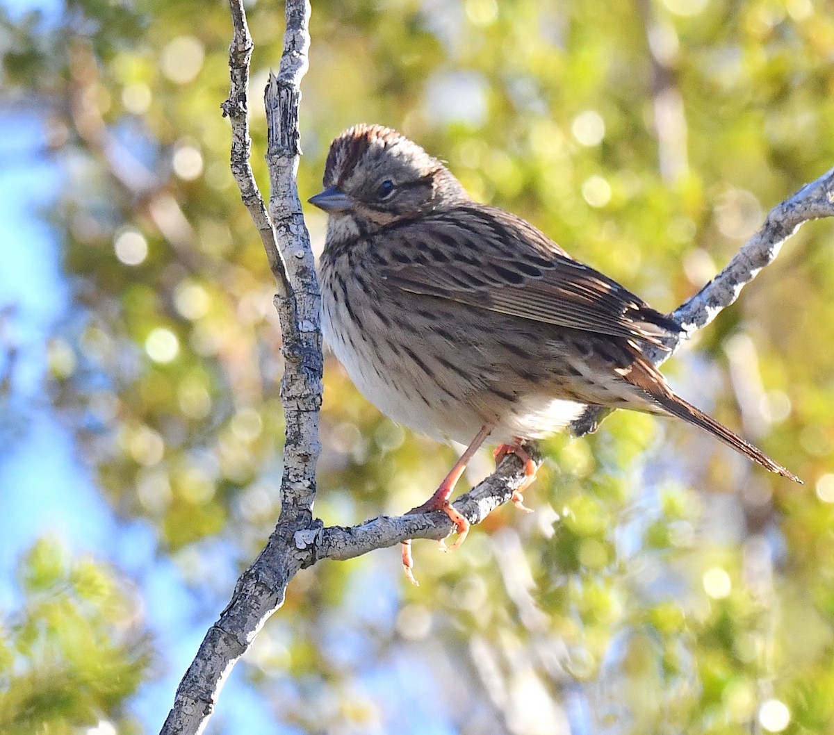 Lincoln's Sparrow - Kristen Cart