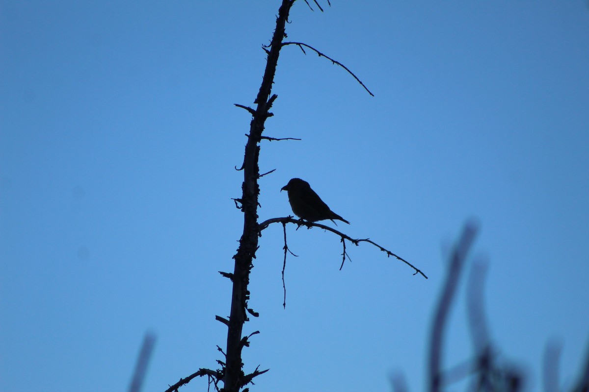 Red Crossbill - ML615339098