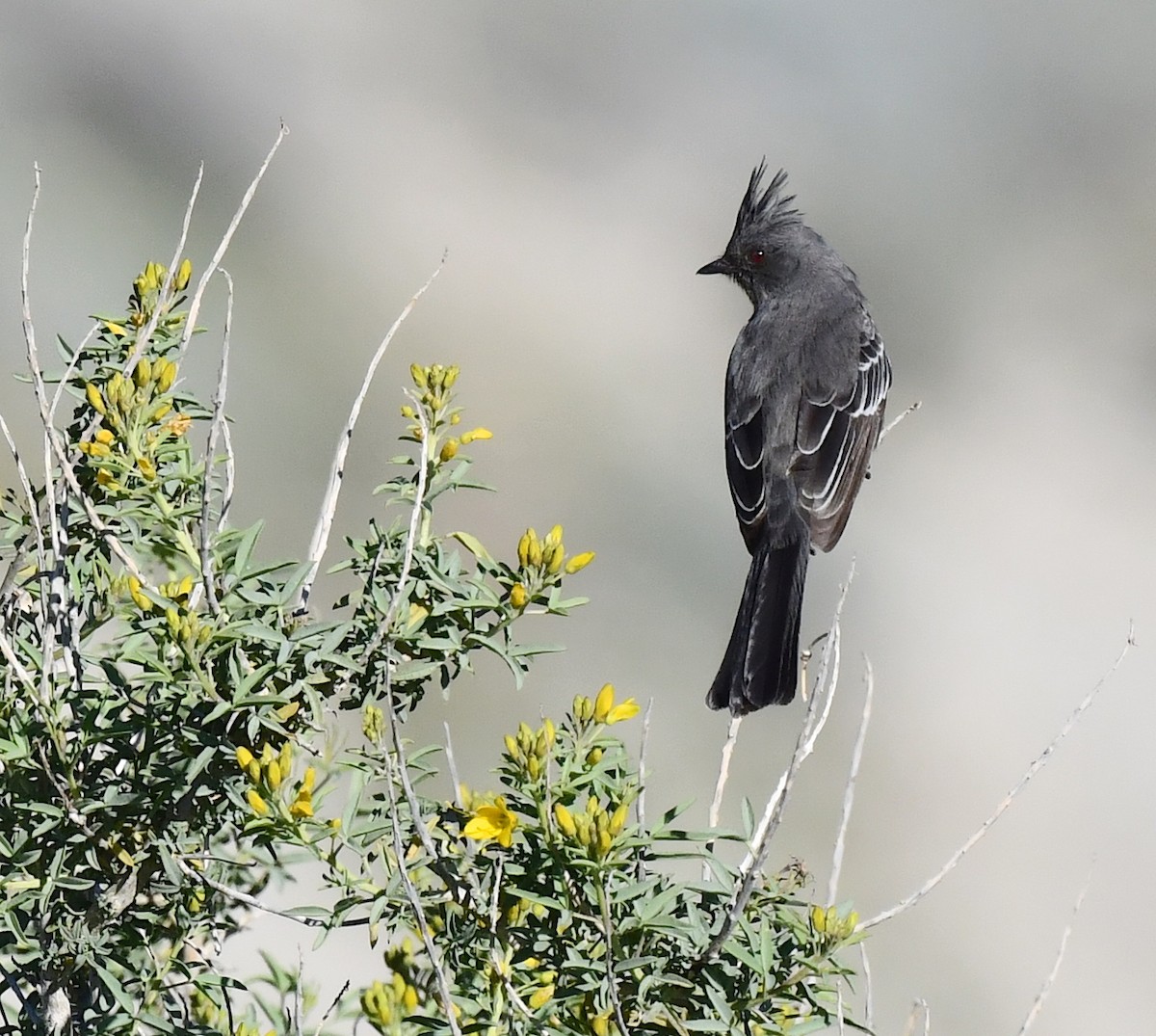 Phainopepla - Kristen Cart