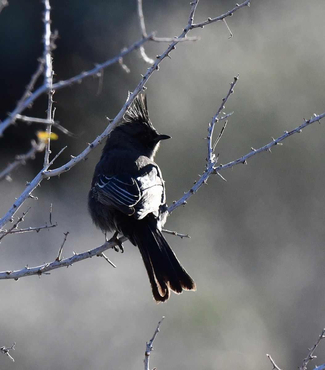 Phainopepla - Kristen Cart