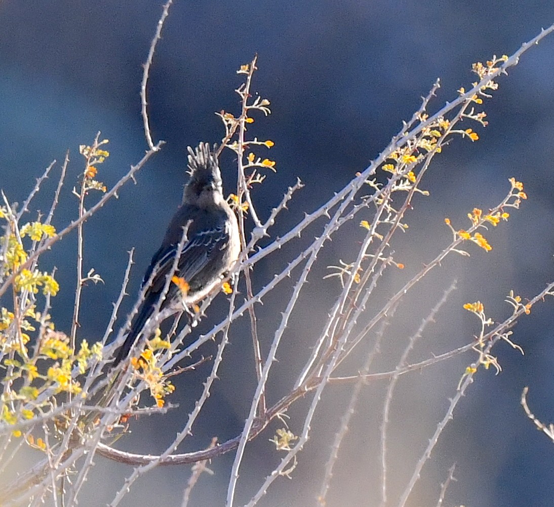 Phainopepla - Kristen Cart