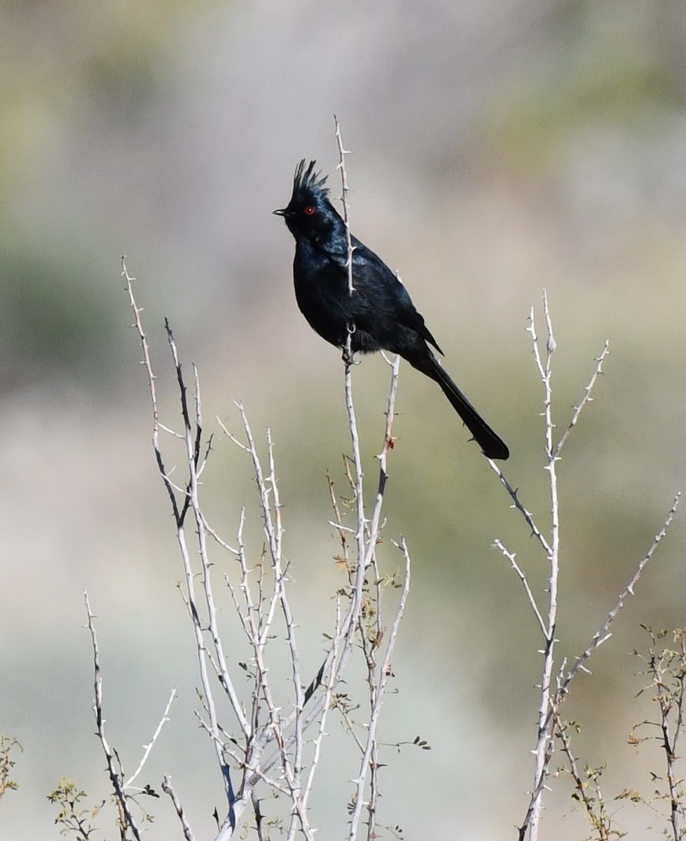 Capulinero Negro - ML615339167