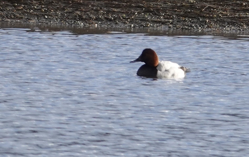 tanımsız ördek (Anatinae sp.) - ML615339247